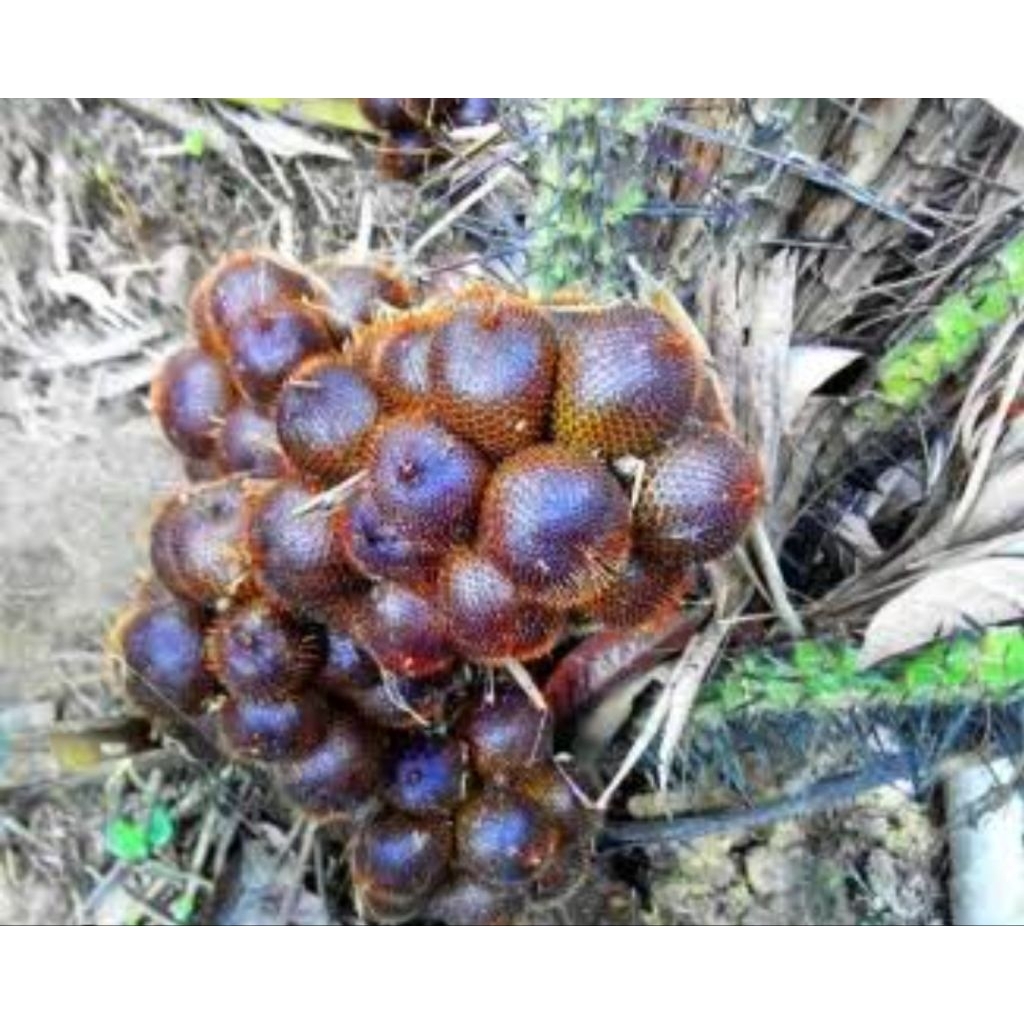 

Buah salak muda buah salak mentah 500 gram