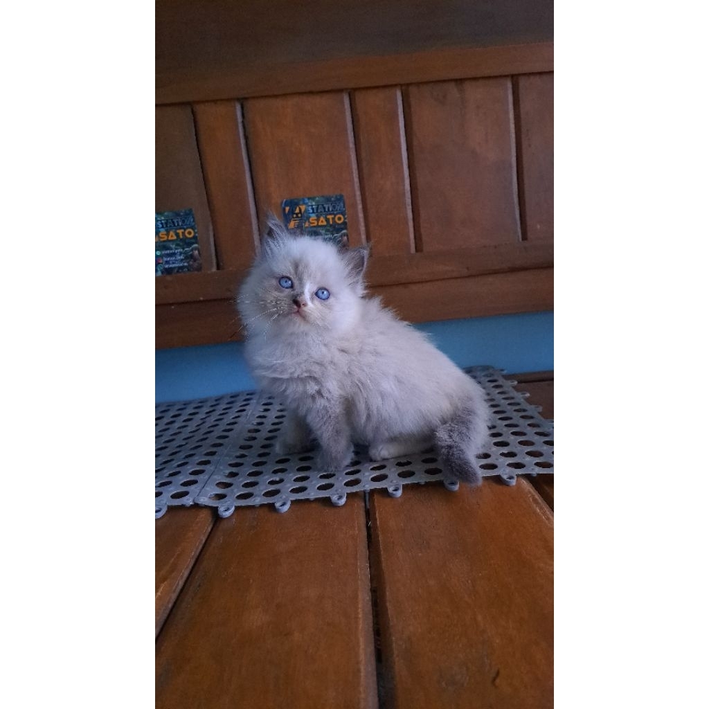 kucing midol lucu