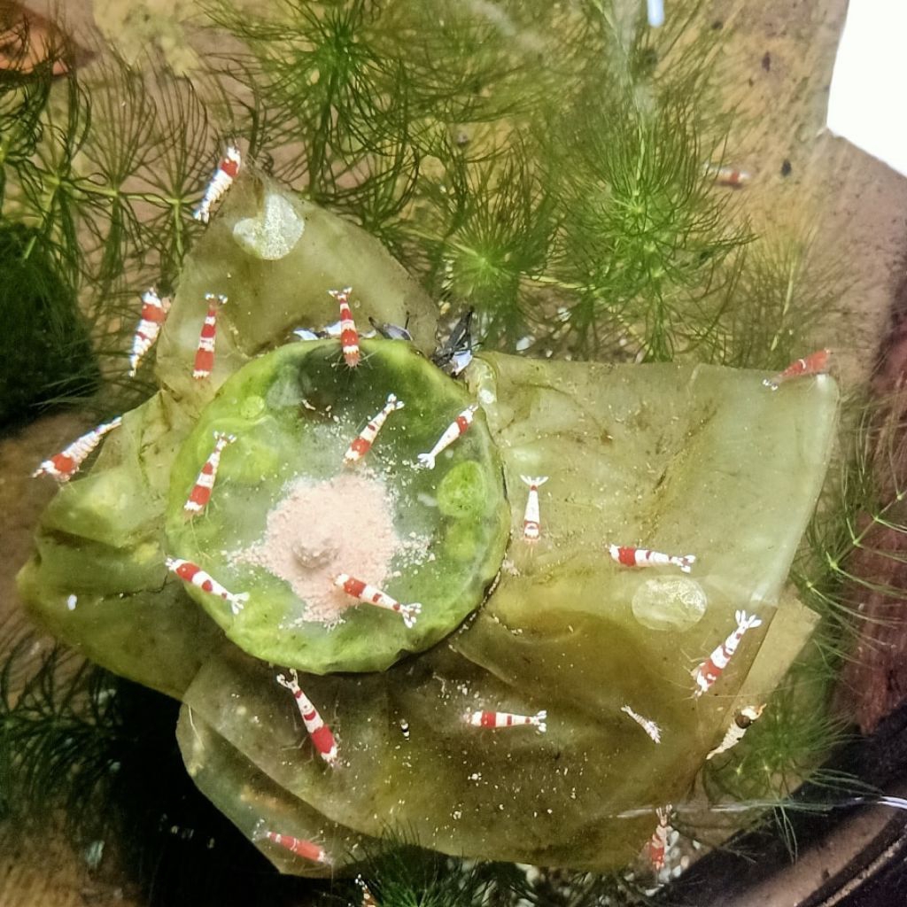 PRL shrimp hiasan aquascpe