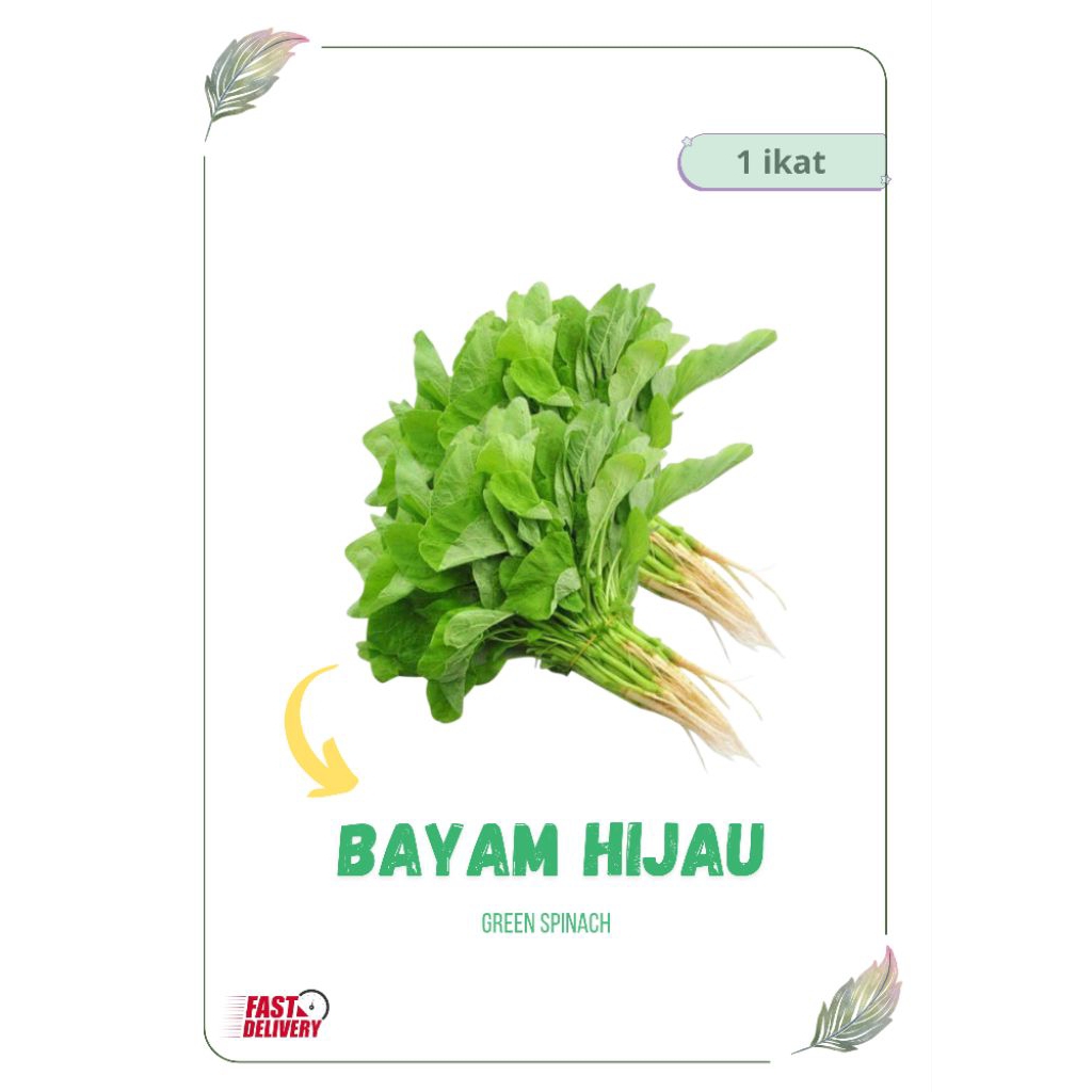 

BAYAM HIJAU