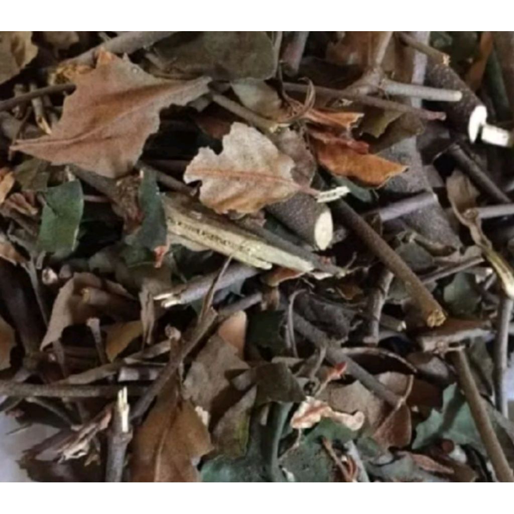 

daun teh benalu jeruk kering