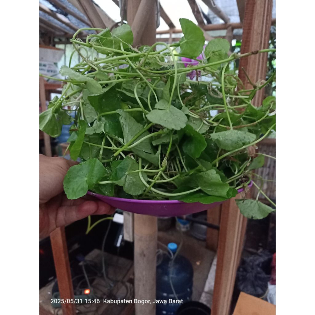 

lalapan Sunda daun antanan atau pegagan 250gr segar