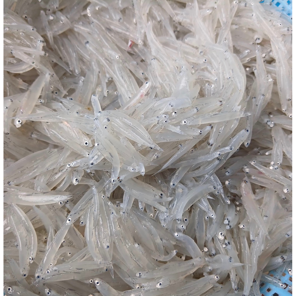 

Teri Nasi Basah | Natural, Tanpa Formalin, Tanpa Pengawet, Tidak Diasinkan | Aman untuk MPASI