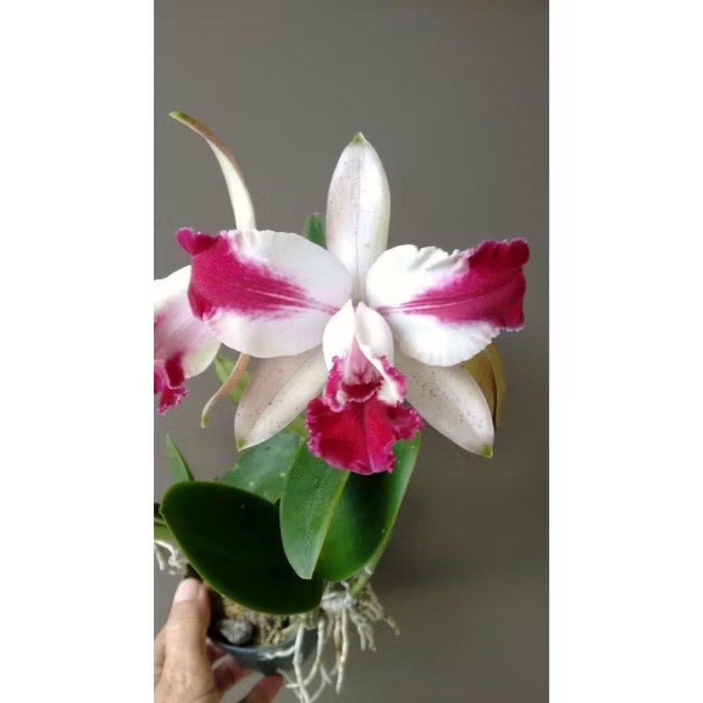 Seedling Anggrek Cattleya Flamea - Anggrek Seedling