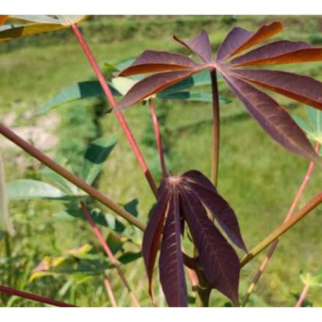 

Daun singkong racun singkong sapi kuru 250 gram