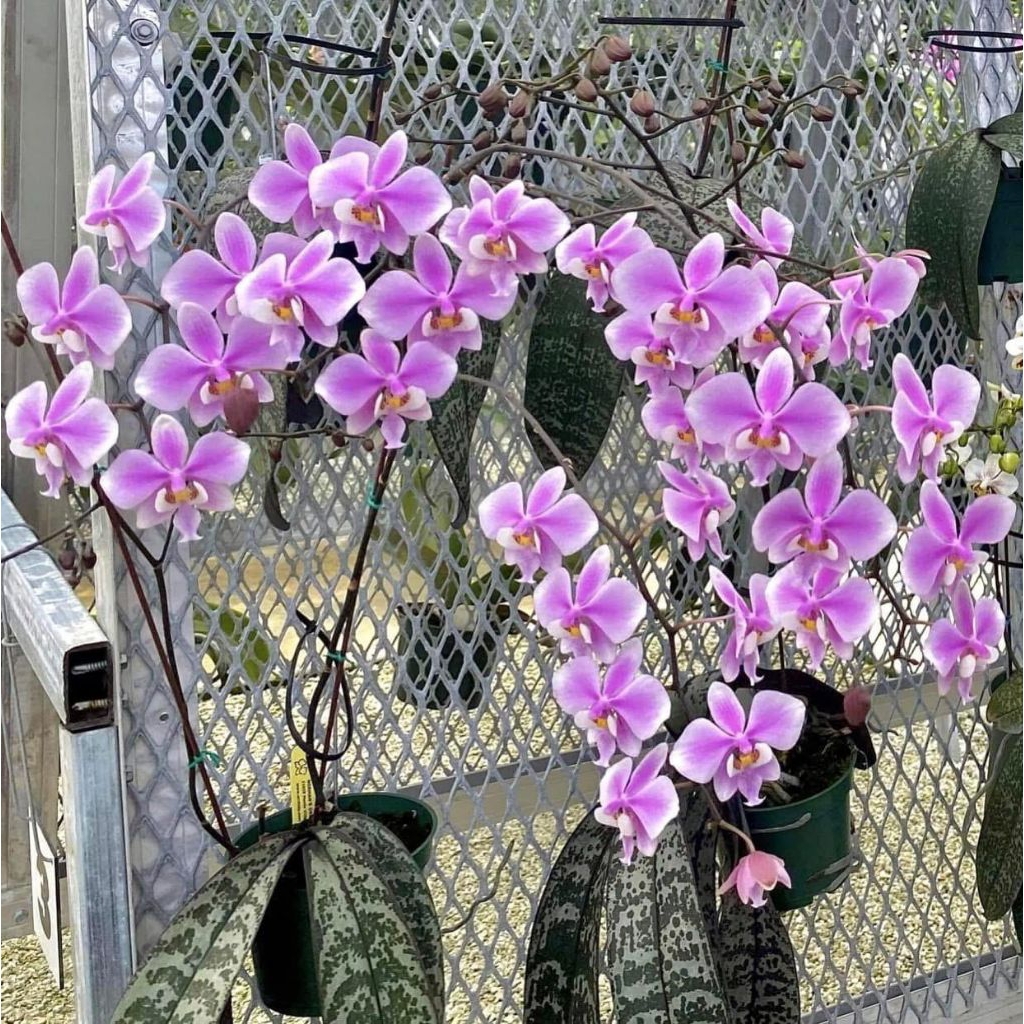 Anggrek Phalaenopsis Schilleriana (Dewasa)