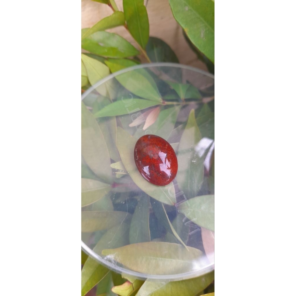 batu akik lumut merah aceh