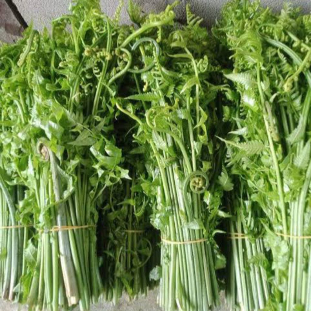 

Promo Pakis Sayur Paku Sayur Segar Kemasan 250 gram