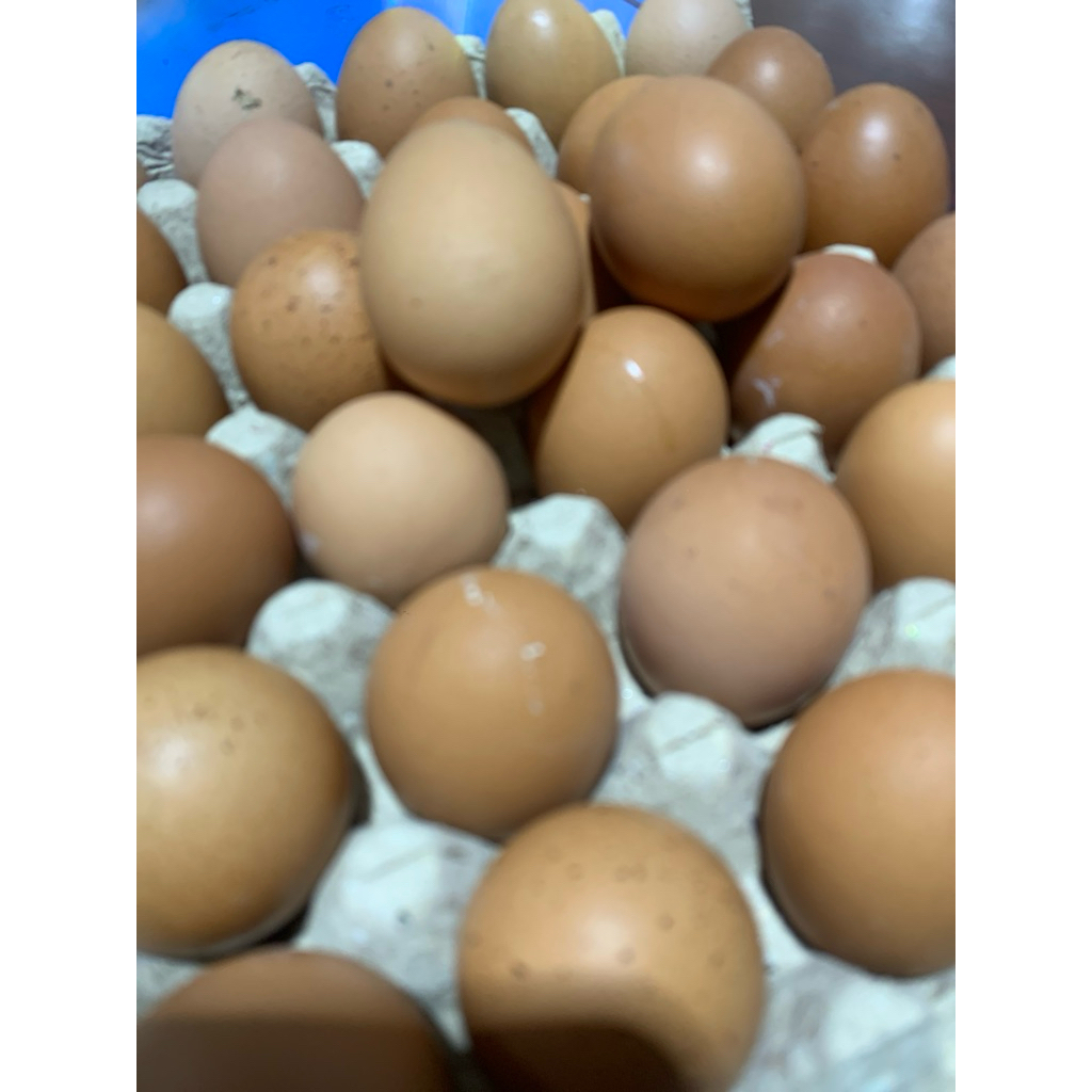 

Telur omega