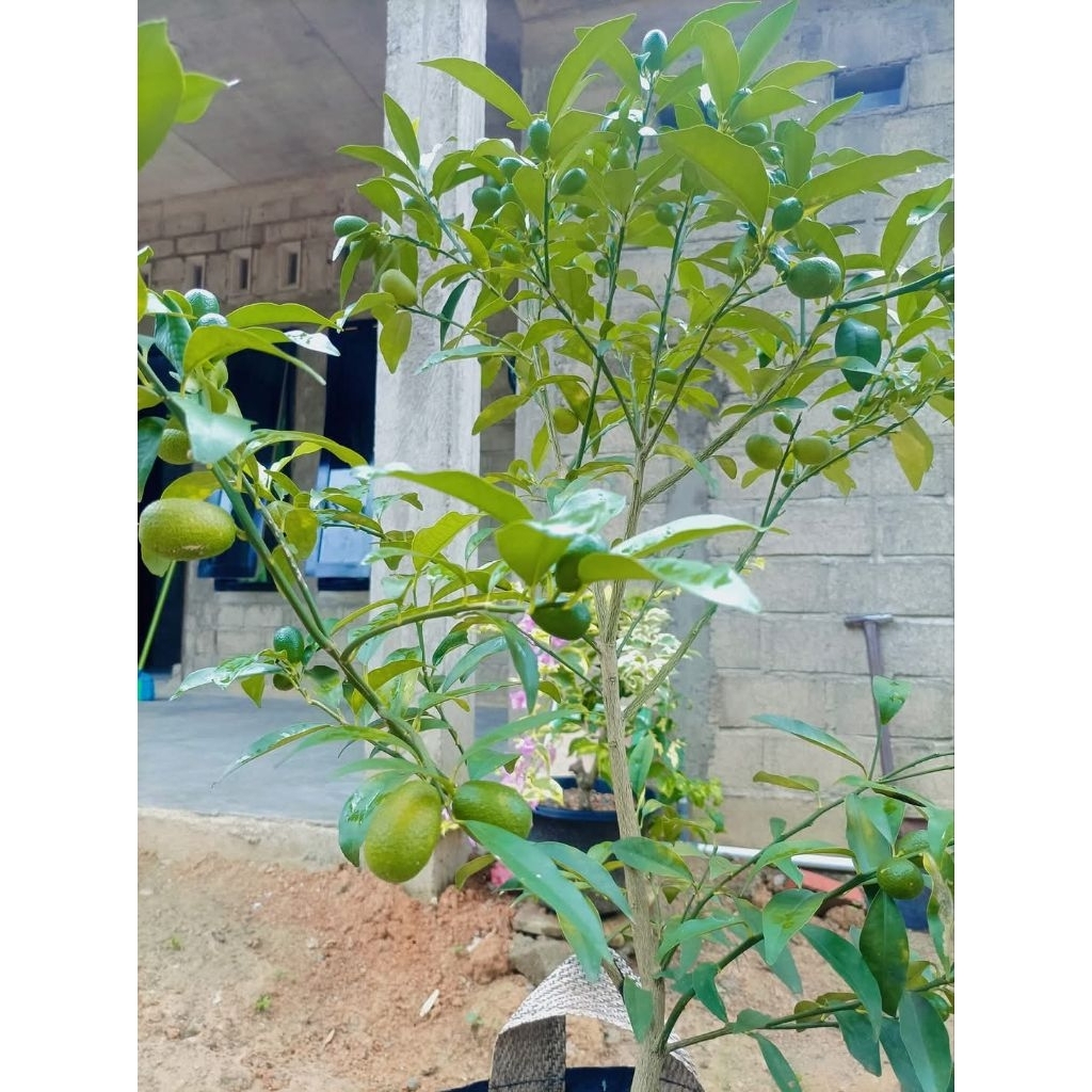Bibit JERUK NAGAMI BERBUAH LEBAT Bibit jeruk berbuah