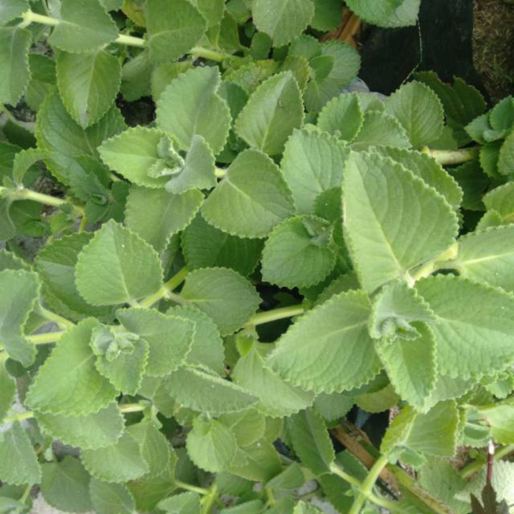 

DAUN JINTEN SEGAR DAUN OBAT / JINTEN / 100 gram