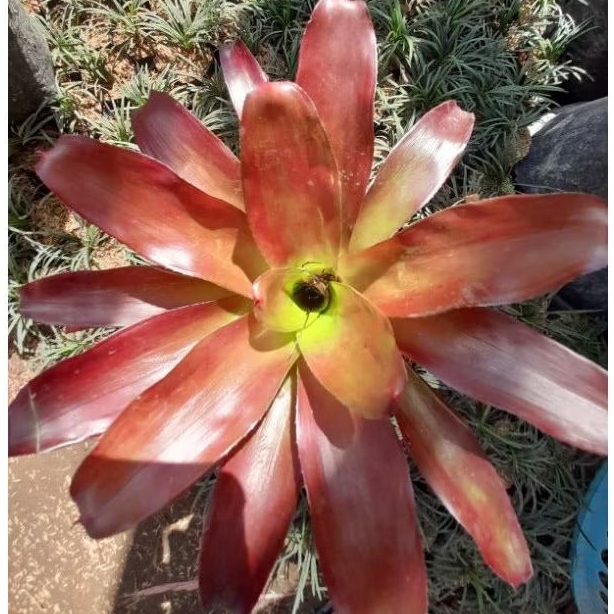Tanaman Bromelia Mawar Coklat / Neoregelia Brown/ Neoregelia Blushing Bromeliad / Bromelia Coklat / 