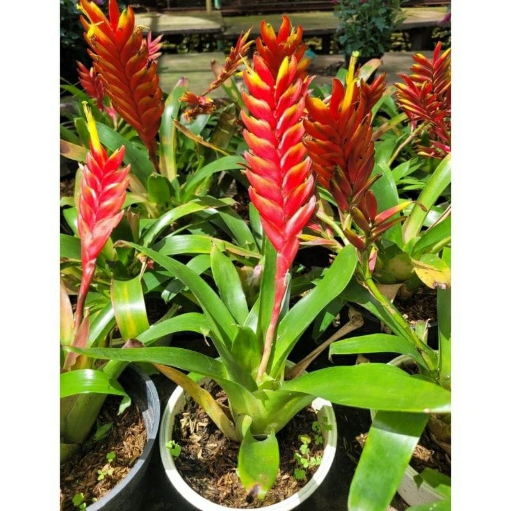Tanaman Bromelia Vriesea Carinata / Bromeliad Vriesea Carinata / Brazilian Vriesea Carinata