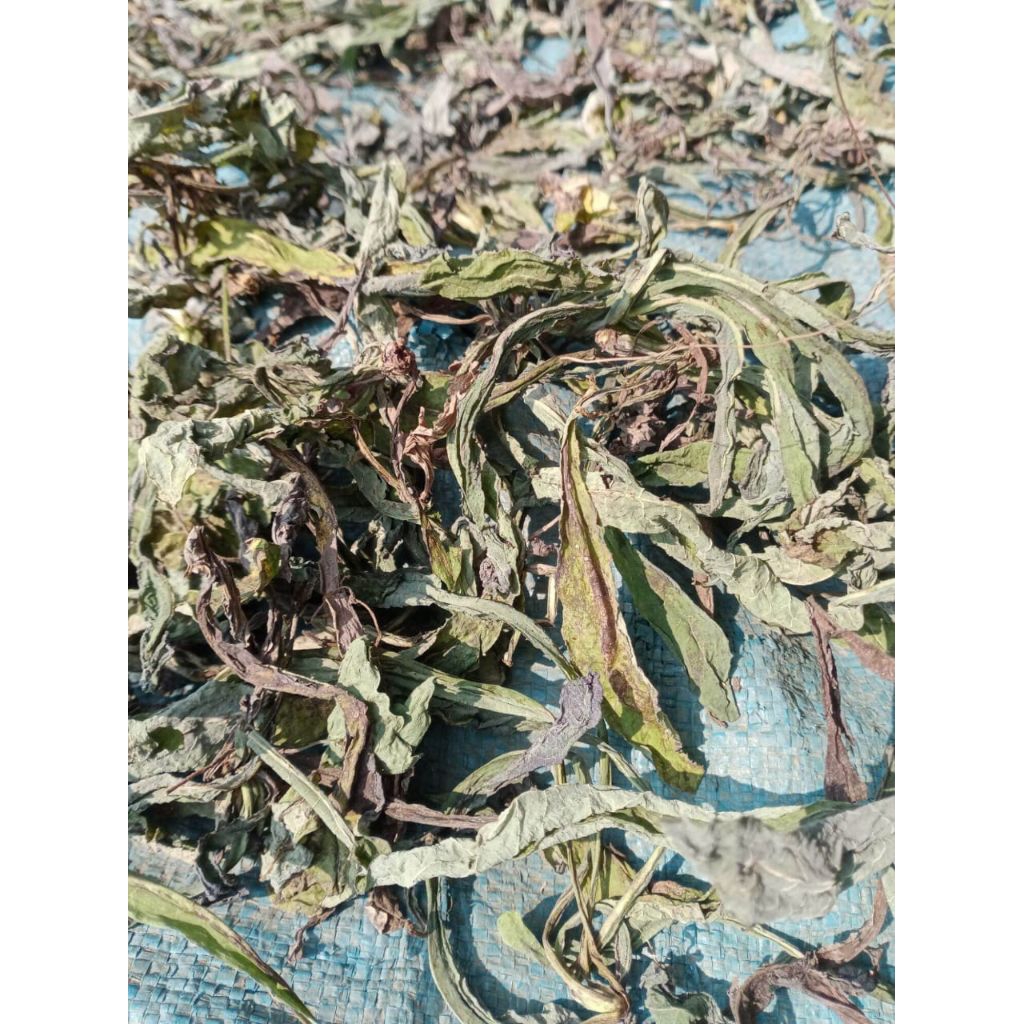 

Daun tempuyang kering pilihan terbaik berat bersih 500grm