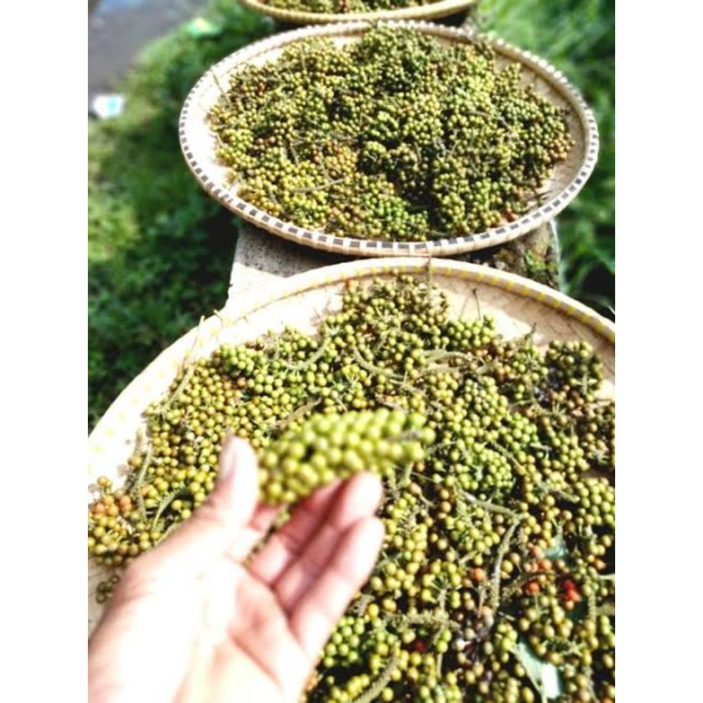 

buah rinu segar langsung petik/kemukus