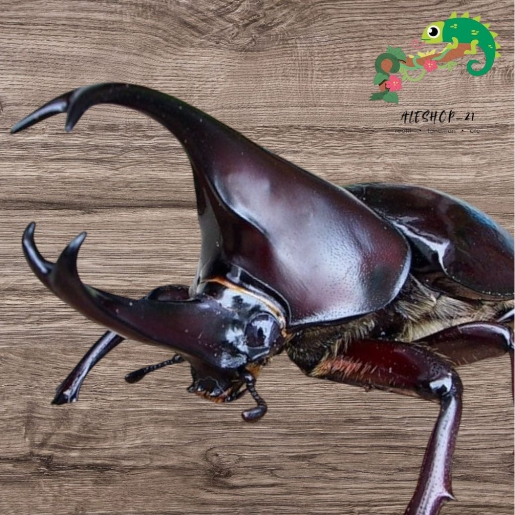 koleksi kumbang tanduk kumbang badak orcytes rhinoceros murah display