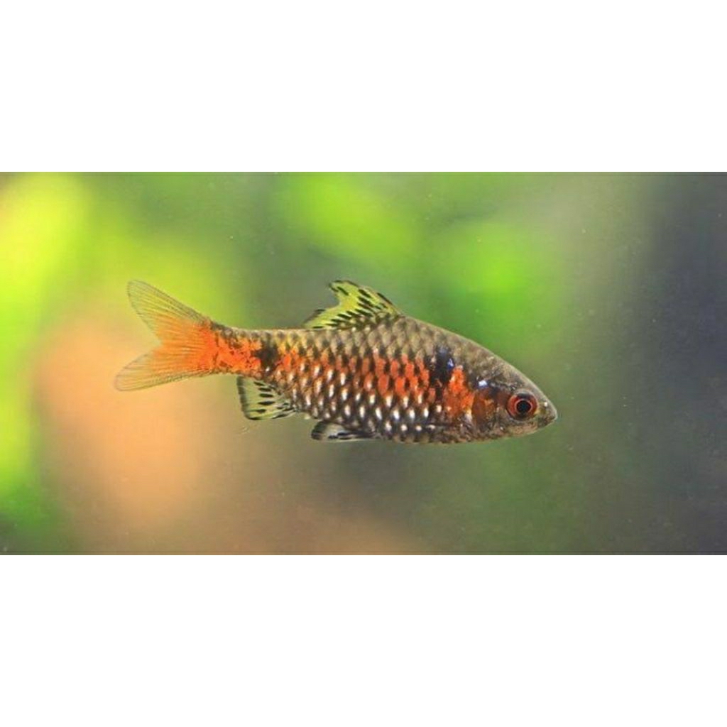 odessa barb aquascape