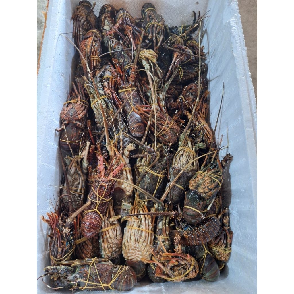

udang lobster laut jenis warna size 100-200