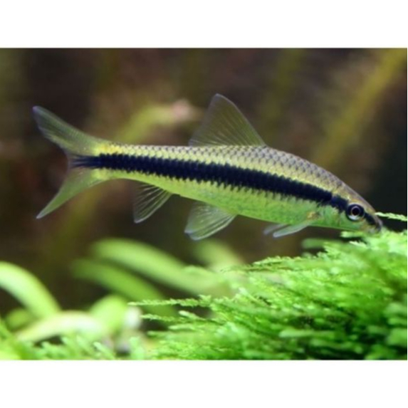 Ikan Hias SAE / Siamese Alga Eater / Ikan Pembersih Aquascape / Alga Eater Terbaik / Pemakan Alga Ra