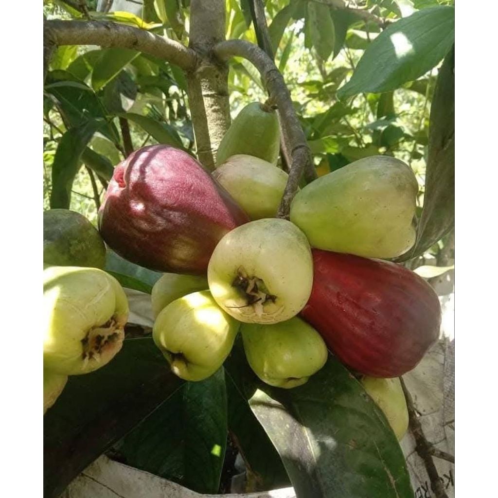 Bibit Jambu Jamaika siap berbuah super rimbun