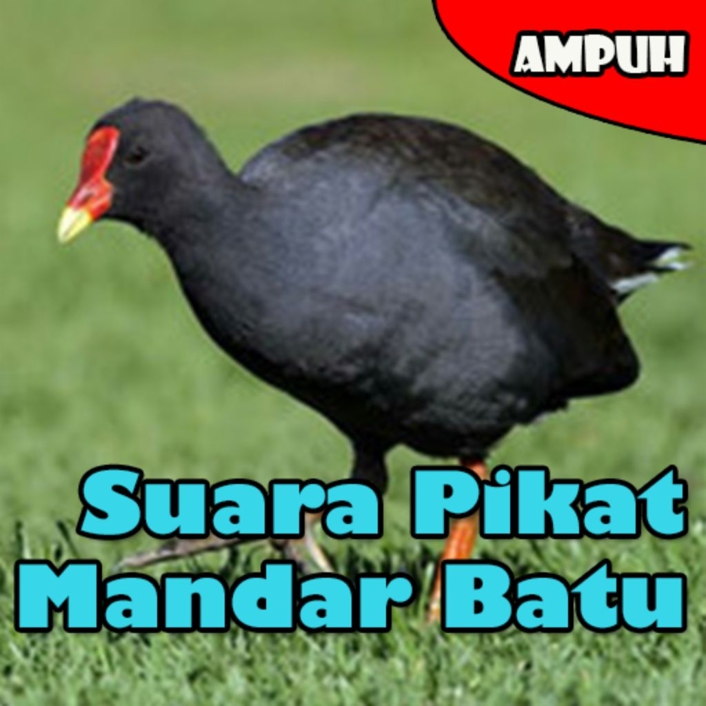 

Daging burung mandar