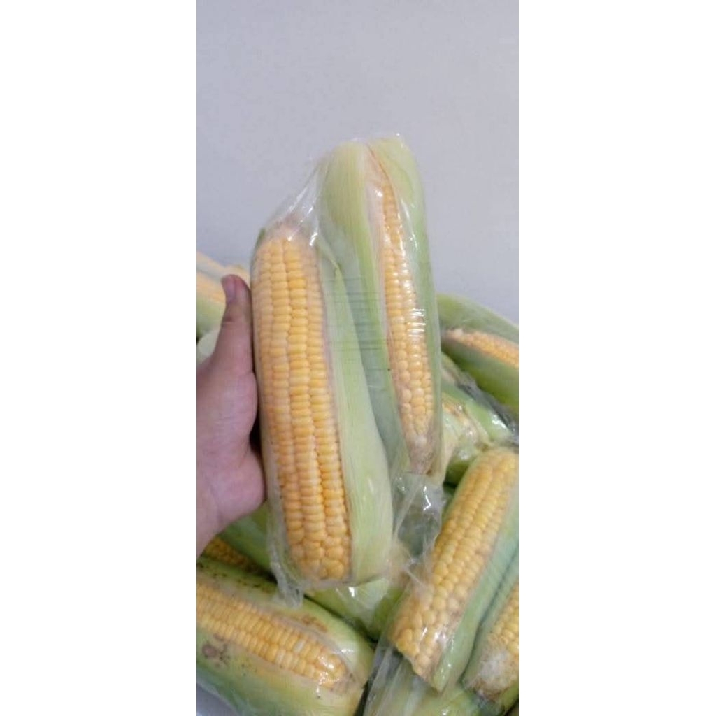 

Jagung Manis Asli Probolinggo 15.000 Isi 4 Bungkus