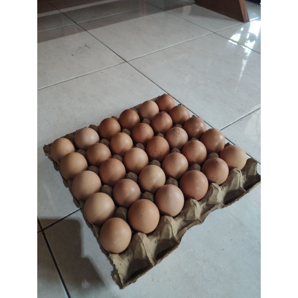 

Telur Besar