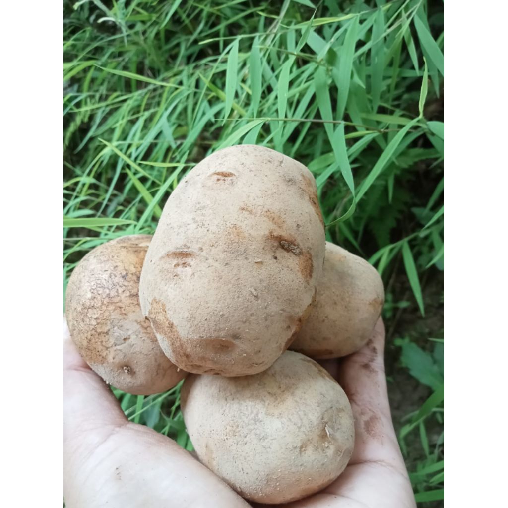 

kentang 1kg