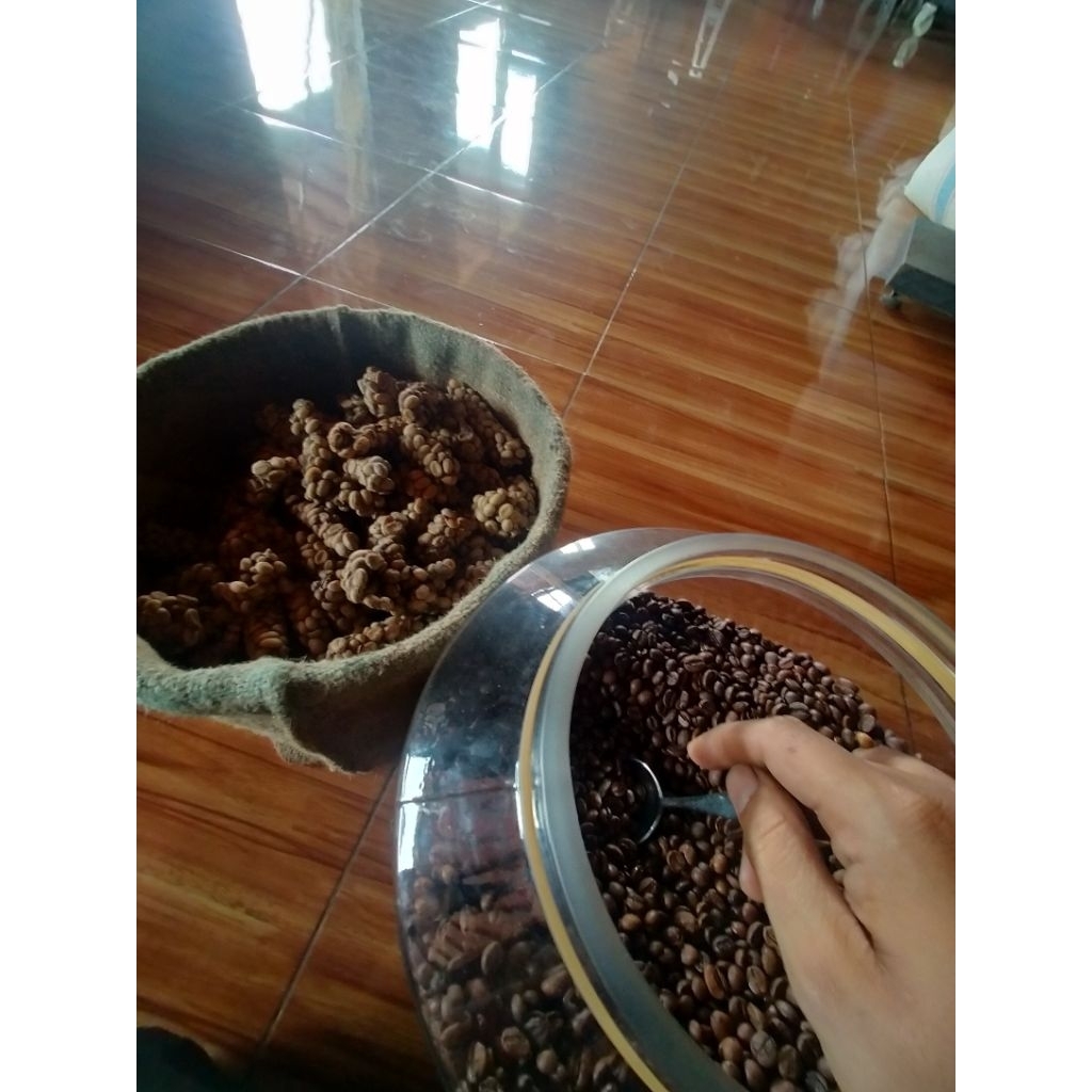 

Kopi Luwak Arabika 1kg Biji Roasting