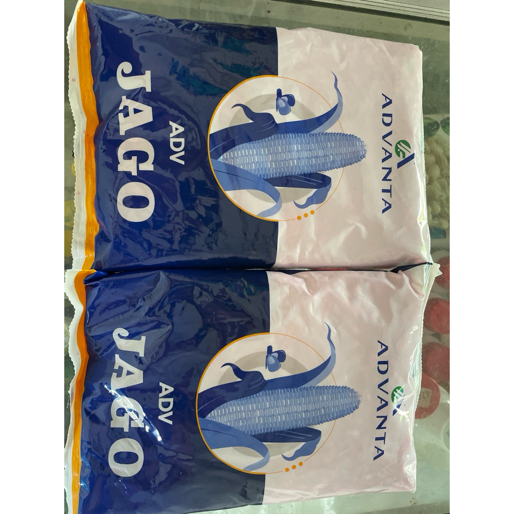 Benih jagung JAGO