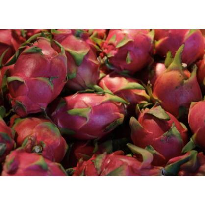 

Buah Naga Segar Medan Daily Market