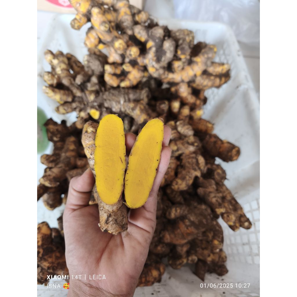 

TEMULAWAK FRESH MURAH