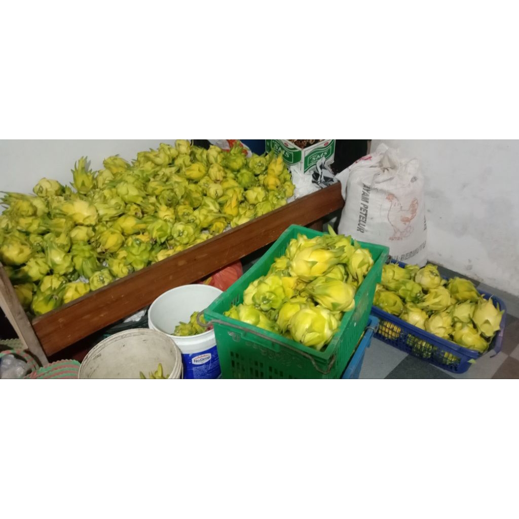 5 bibit batang buah naga golden isis