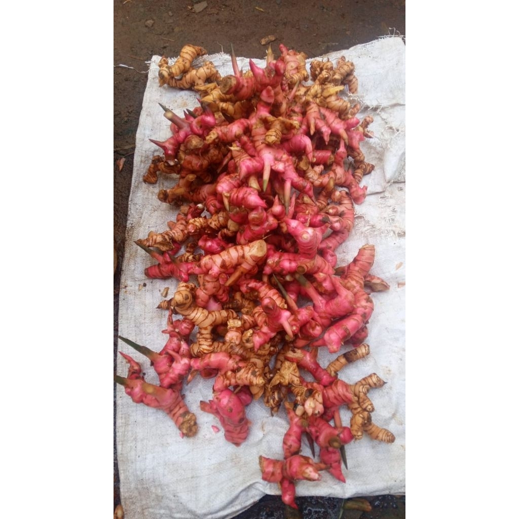 

LENGKUAS MERAH LAJA TERMURAH