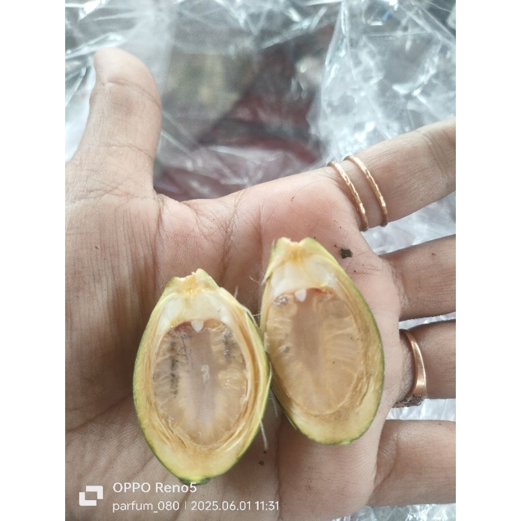 

Pinang muda - Jambe muda(1 biji 800) minim order 10 biji
