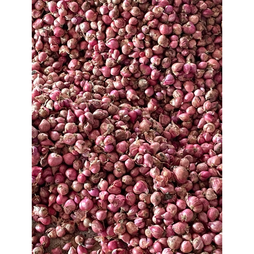

BAWANG MERAH 1 KG