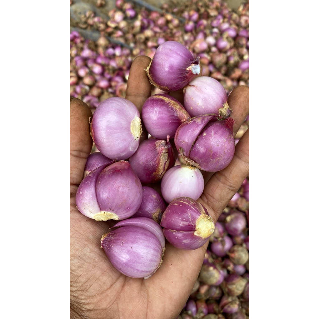 

bawang kupas kering sudah bersih 1kg