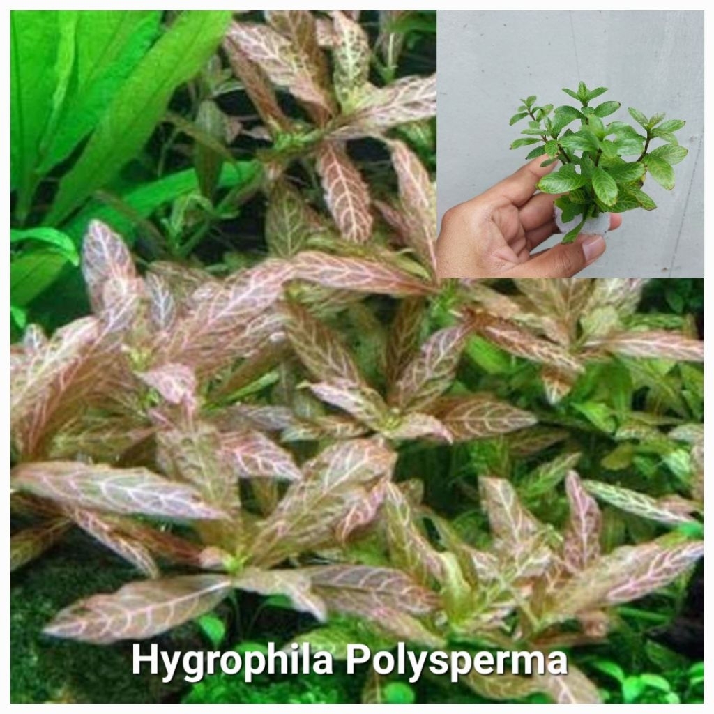 TANAMAN AQUASCAPE HYGROPHILA POLYSPERMA SUNSET