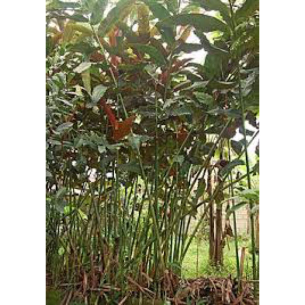 

daun honje merah segar 300grm