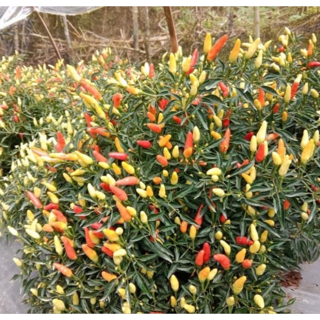 5 Biji - Benih Cabe Hias MINI SPARKLER, bisa dikonsumsi