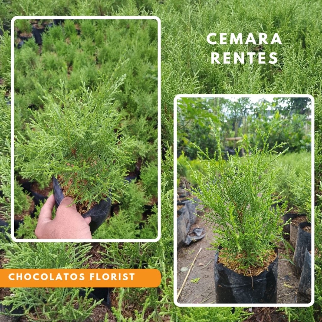 Tanaman Hias Cemara Rentes - Bibit Tanaman Pohon Cemara Rentes