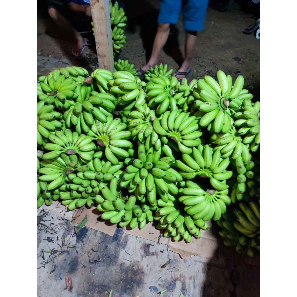 

pisang emas muria asli