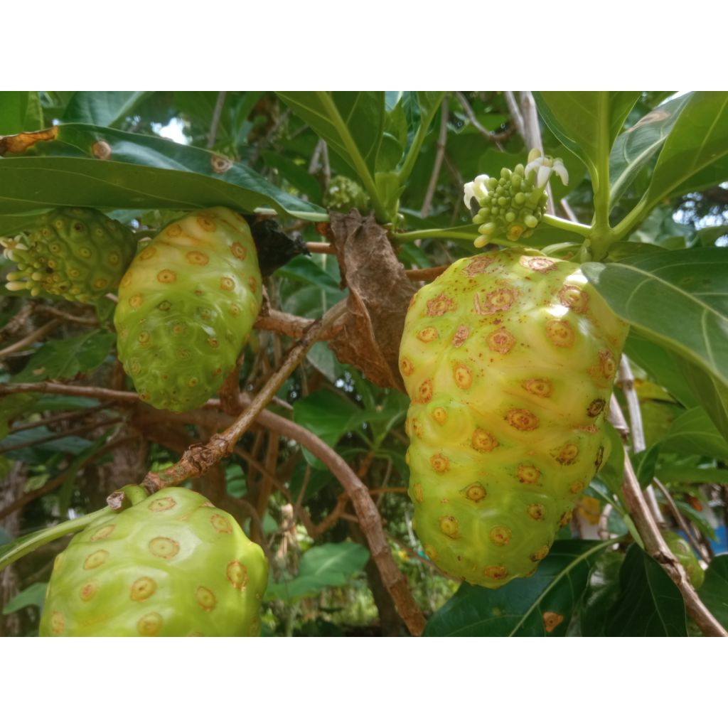 

Mengkudu / Pace Segar Murah