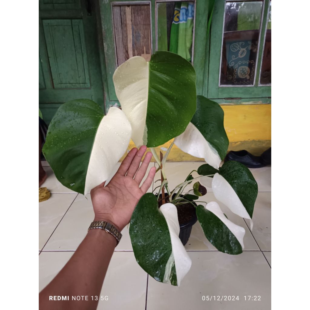 MONSTERA VARIEGATA/WHITE TIGER