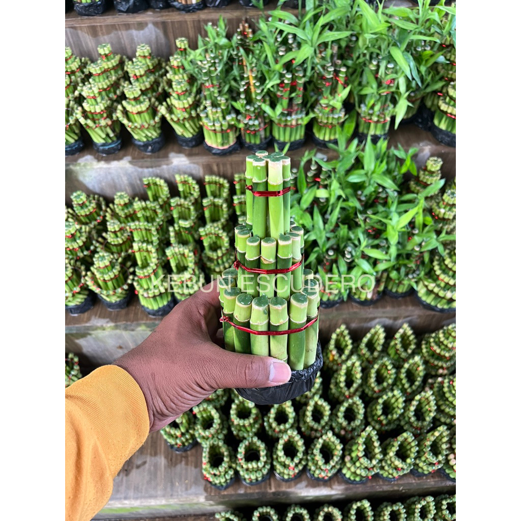 Bambu Hoki - Tanaman Hias Bambu Hoki