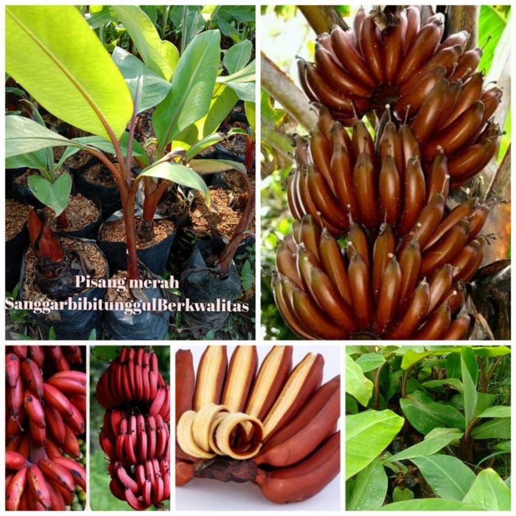 BIBIT BUAH PISANG MERAH