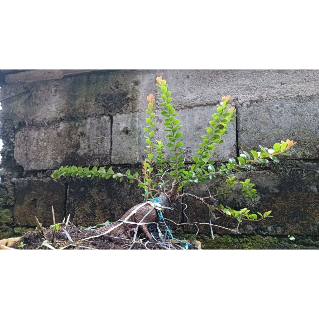 bahan bonsai santigi gunung / manis rejo sesuai foto sudah rawatan dan sudah hidup, tinggal lanjutin