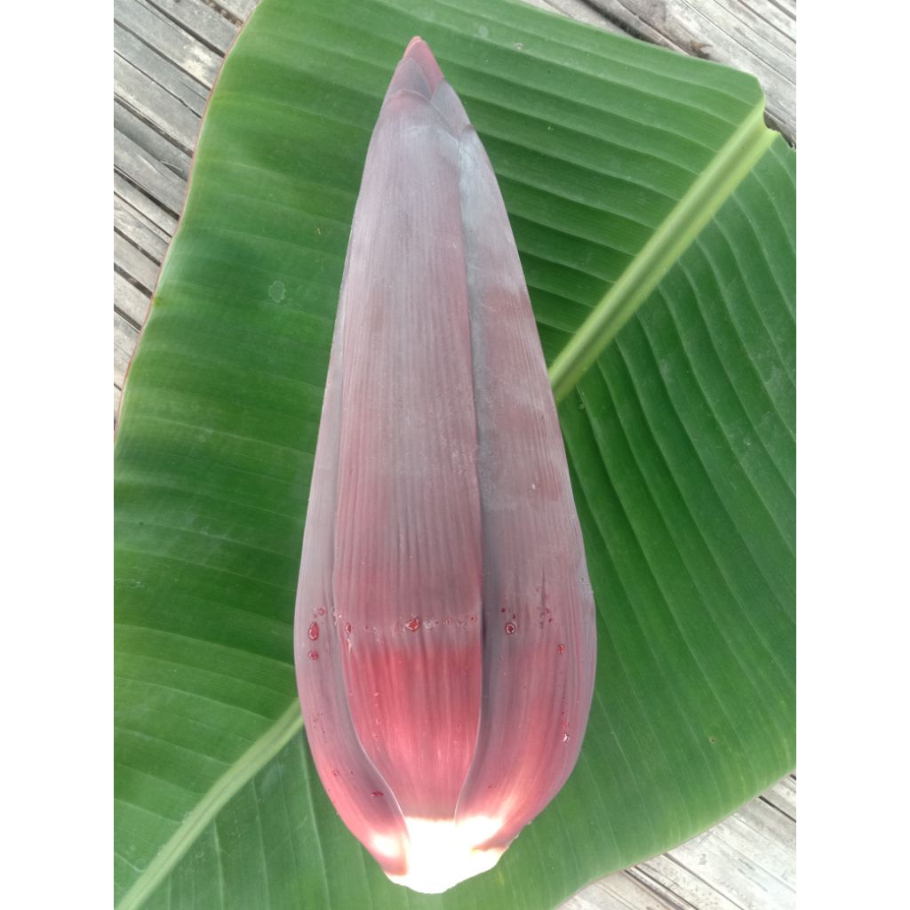 

JANTUNG PISANG KEPOK/POKGURIH/BAJAR/ROJO SEGAR