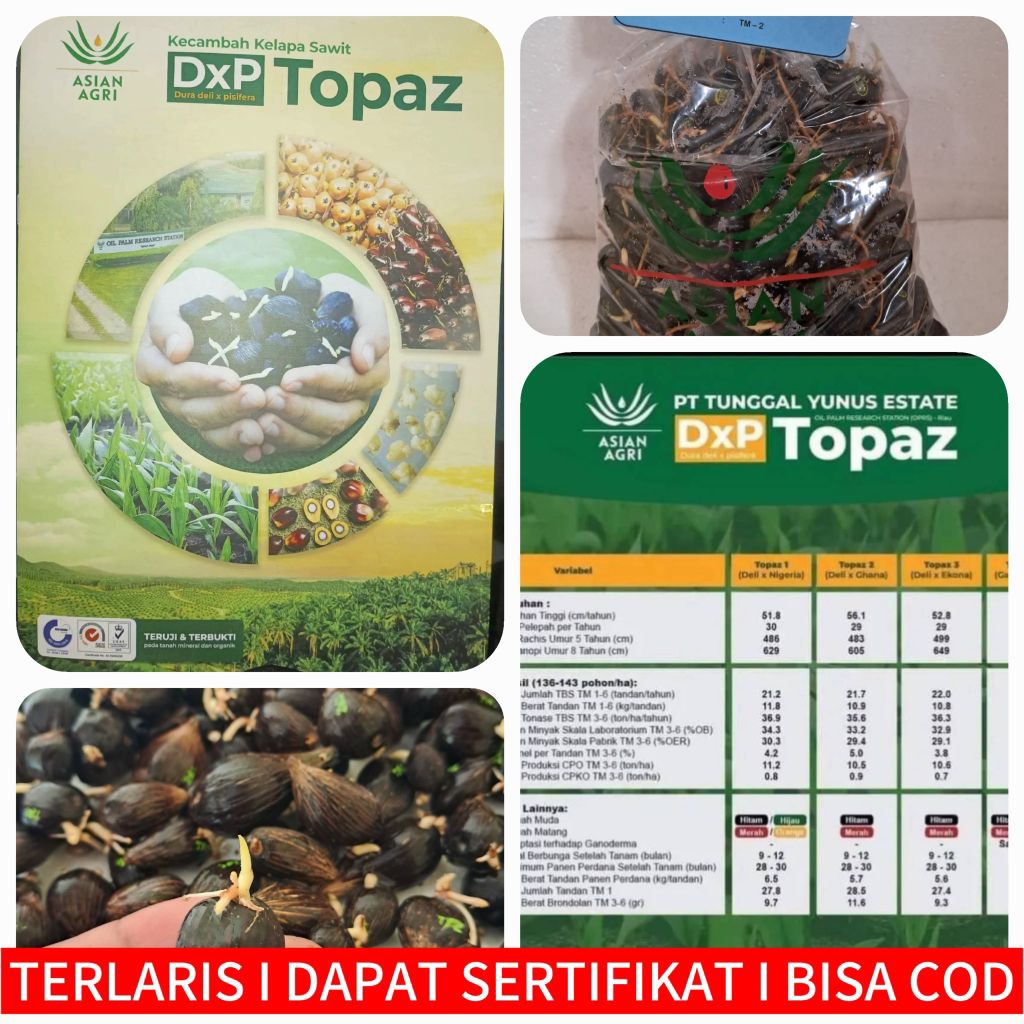 BENIH KECAMBAH SAWIT DxP TOPAZ