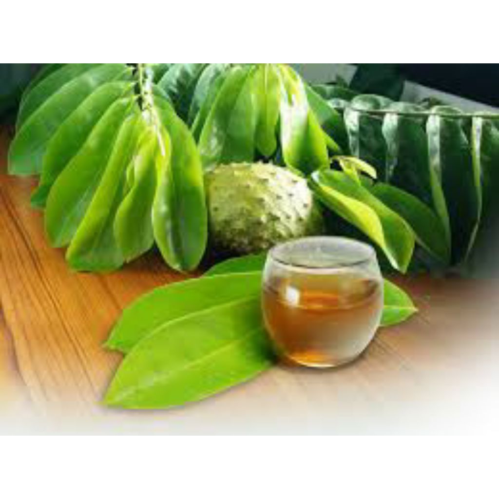 

daun sirsak segar 300lembar lebih untuk rematik dan lainnya